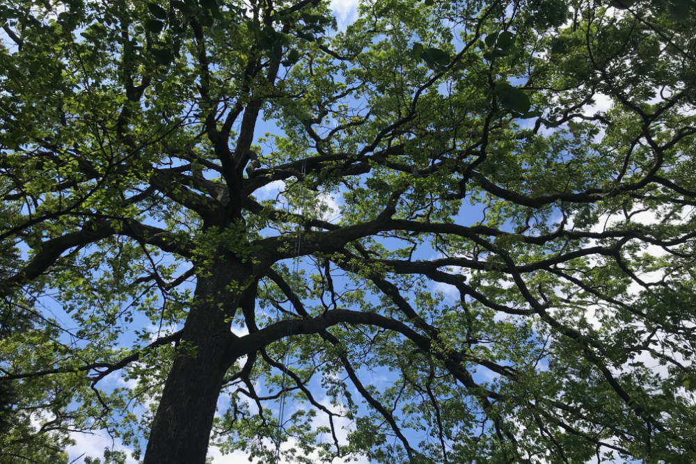 Beautiful mature tree with green leaves