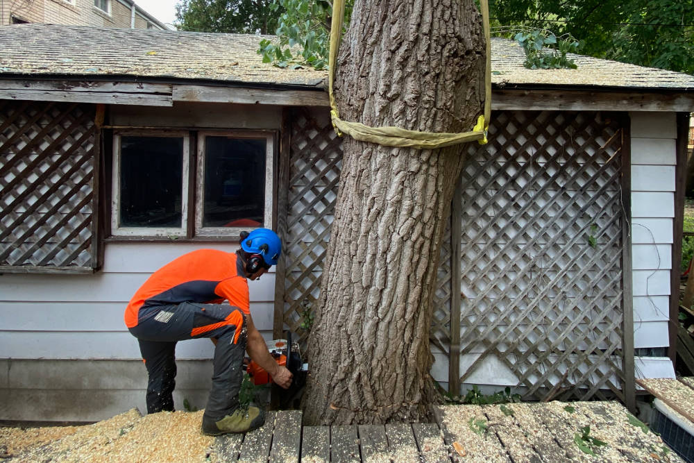 Chris cutting tree that is close to a house