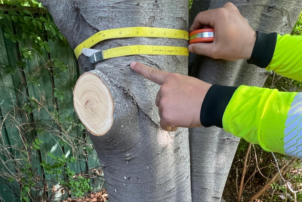 Tree Risk Assessment Higher Place Tree Care