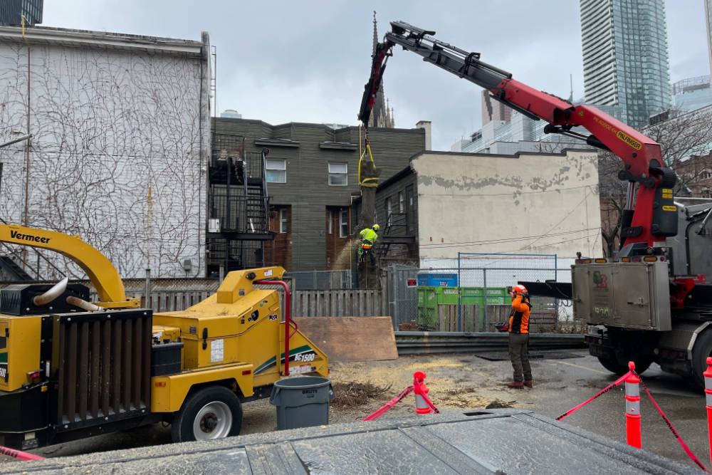 Removing a tree from a construction site