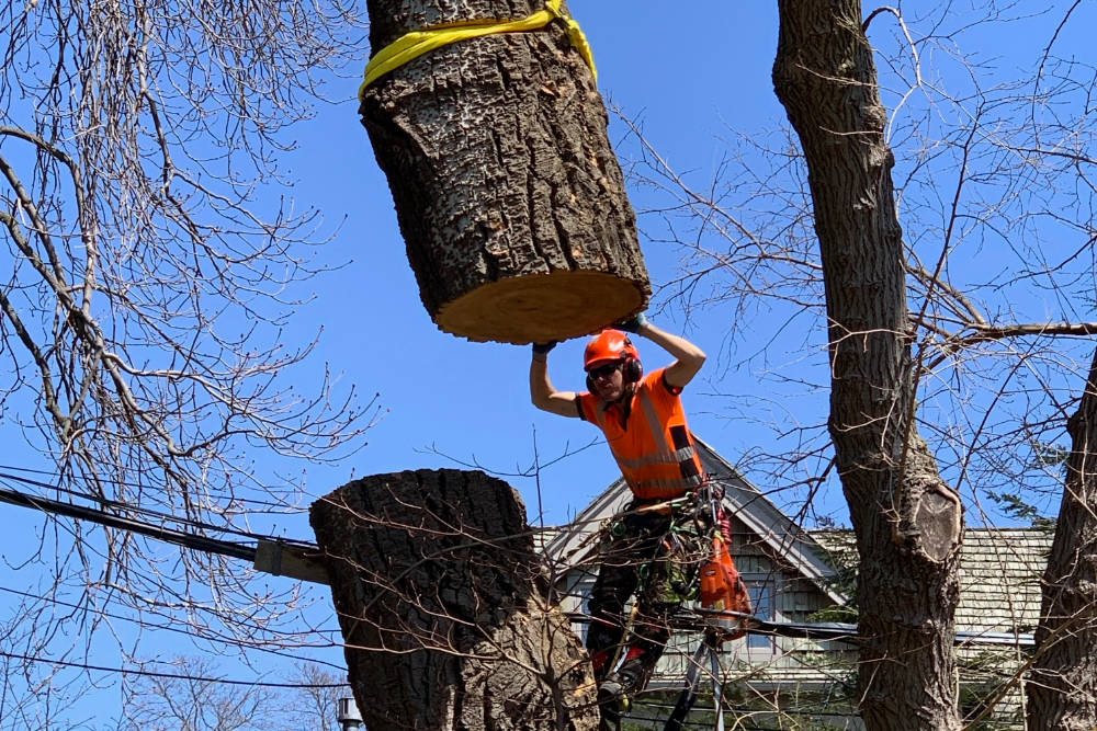 Tree Removal  Higher Place Tree Care