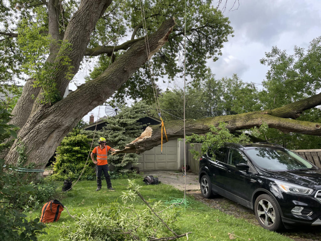 Storm Damaged Manitoba Maple